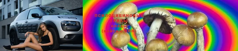 Галлюциногенные грибы Psilocybine cubensis  MEGA онион  Саров 