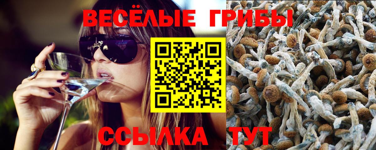 Галлюциногенные грибы Psilocybe Саров